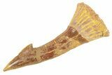 Fossil Sawfish (Onchopristis) Rostral Barb - Morocco #260935-1